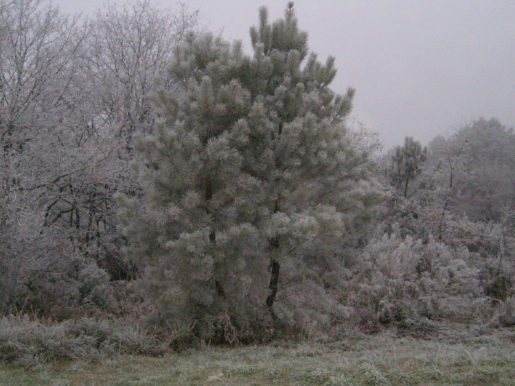 Fonds d'cran Nature Arbres - Forts arbres givrs