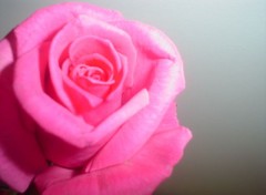 Wallpapers Nature rose