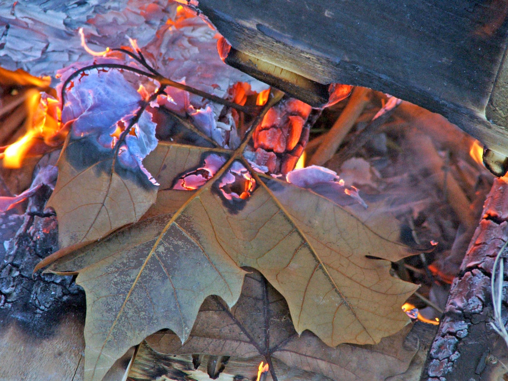 Wallpapers Nature Leaves - Foliage Feuilles d'automne...