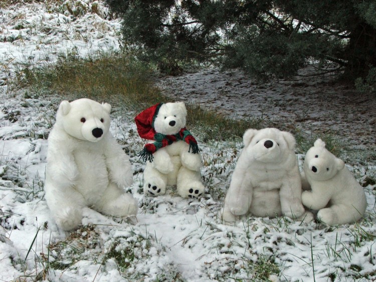 Fonds d'cran Objets Peluches Les Ours blancs enfin dans leur lment !