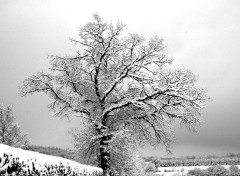 Fonds d'cran Nature la neige en normandie