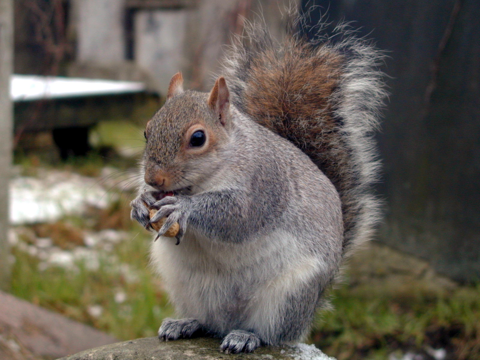 Fonds d'cran Animaux Rongeurs - Divers English squirrel