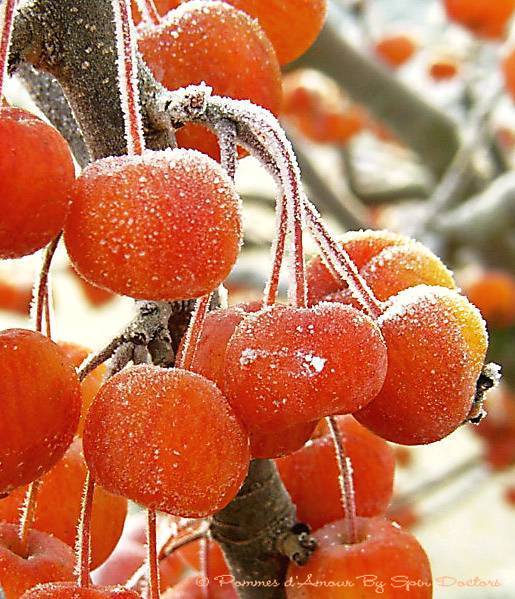 Fonds d'cran Nature Plantes - Arbustes Pommes d'Amour