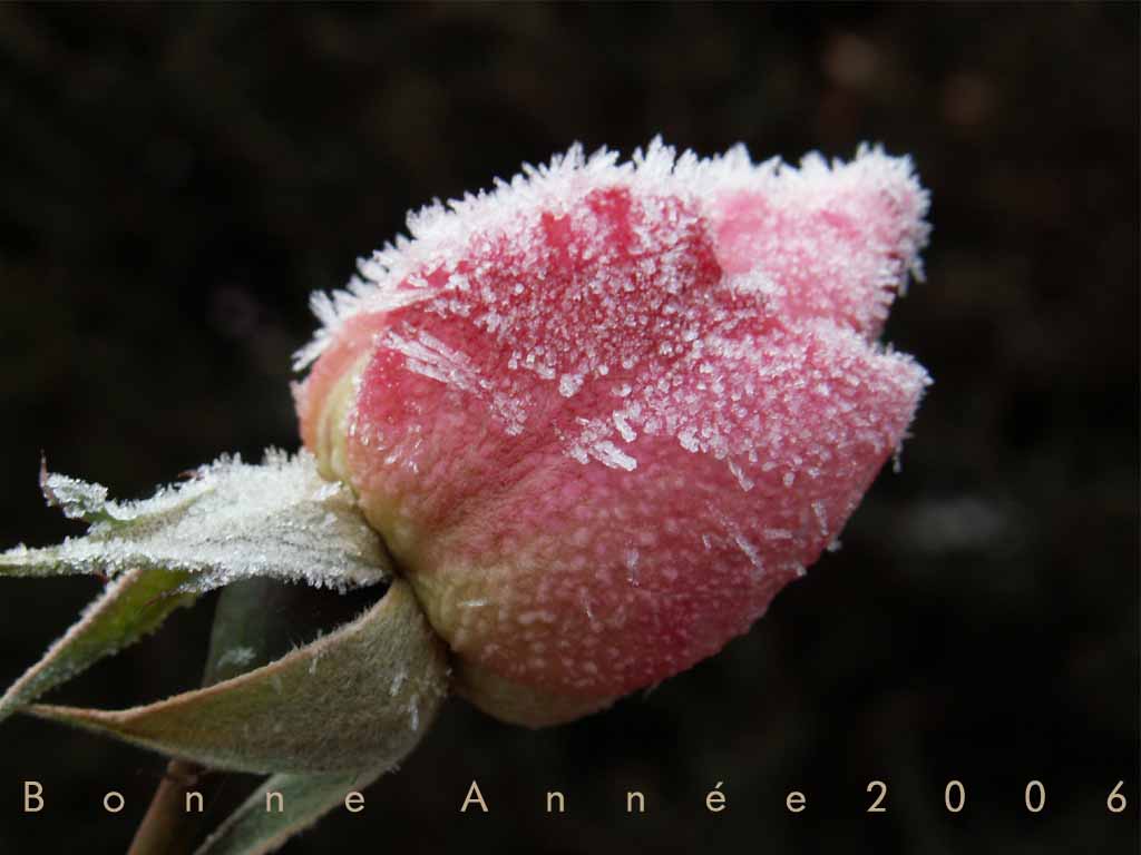 Fonds d'cran Nature Fleurs rose de nol