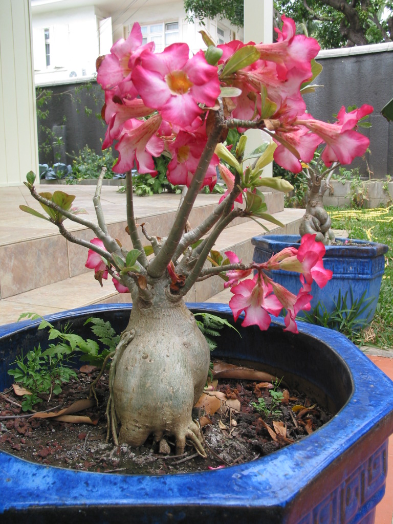 Fonds d'cran Nature Plantes - Arbustes Rose des vents