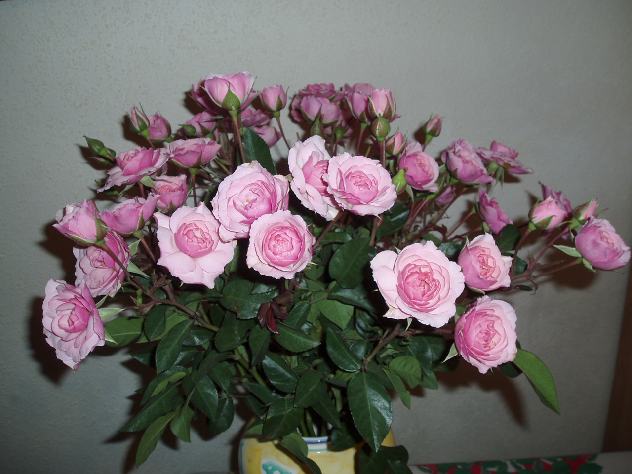 Fonds d'cran Nature Fleurs Roses de Nol !