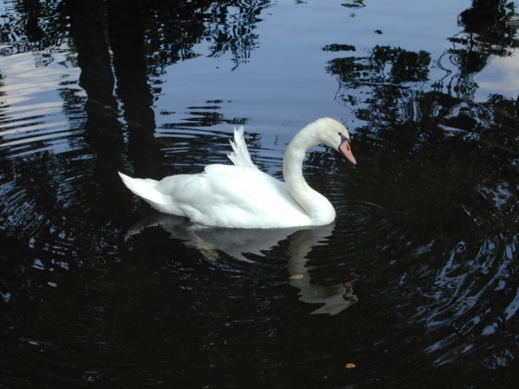 Fonds d'cran Animaux Oiseaux - Canards Cygne