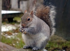 Fonds d'cran Animaux English squirrel