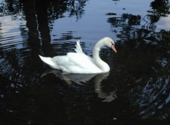 Wallpapers Animals Cygne