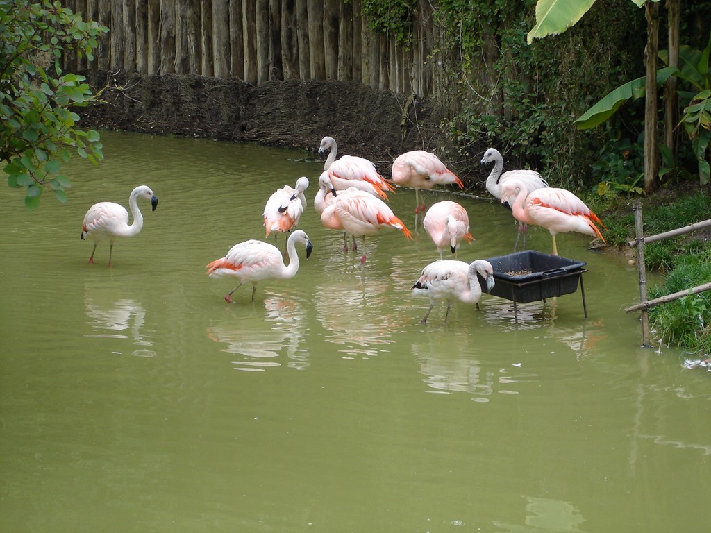 Fonds d'cran Animaux Oiseaux - Flamands roses 