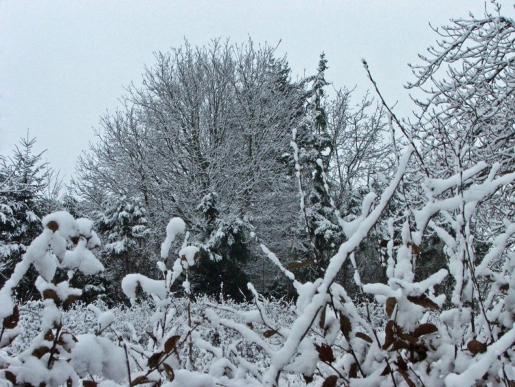 Fonds d'cran Nature Saisons - Hiver Saison d'hiver