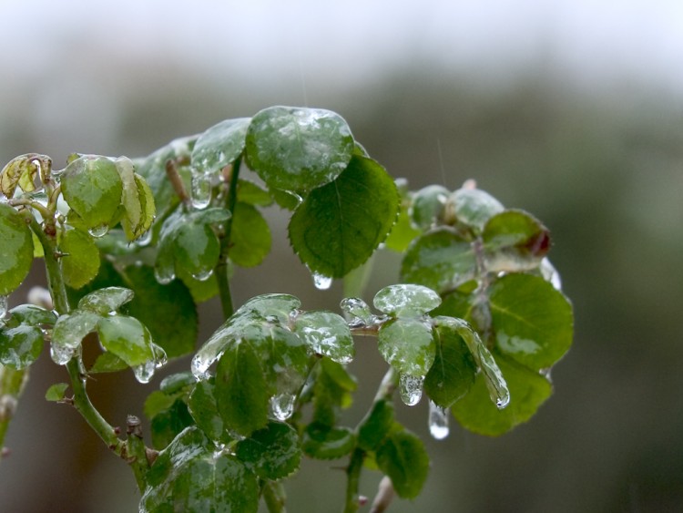 Fonds d'cran Nature Feuilles - Feuillages Pluie glaante !