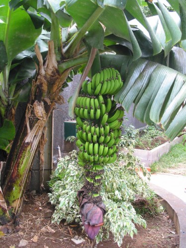 Wallpapers Nature Fruits Rgime de bananes