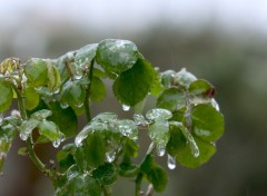 Fonds d'cran Nature Pluie glaante !