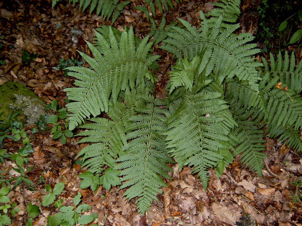 Fonds d'cran Nature Plantes - Arbustes Fougres