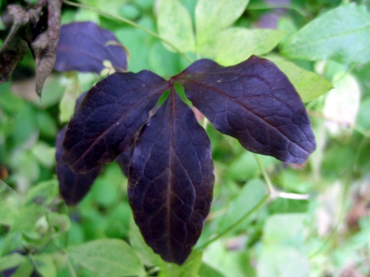 Fonds d'cran Nature Feuilles - Feuillages c'est une 