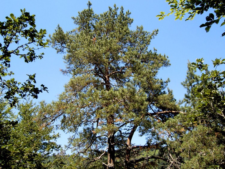 Fonds d'cran Nature Arbres - Forts Un pin