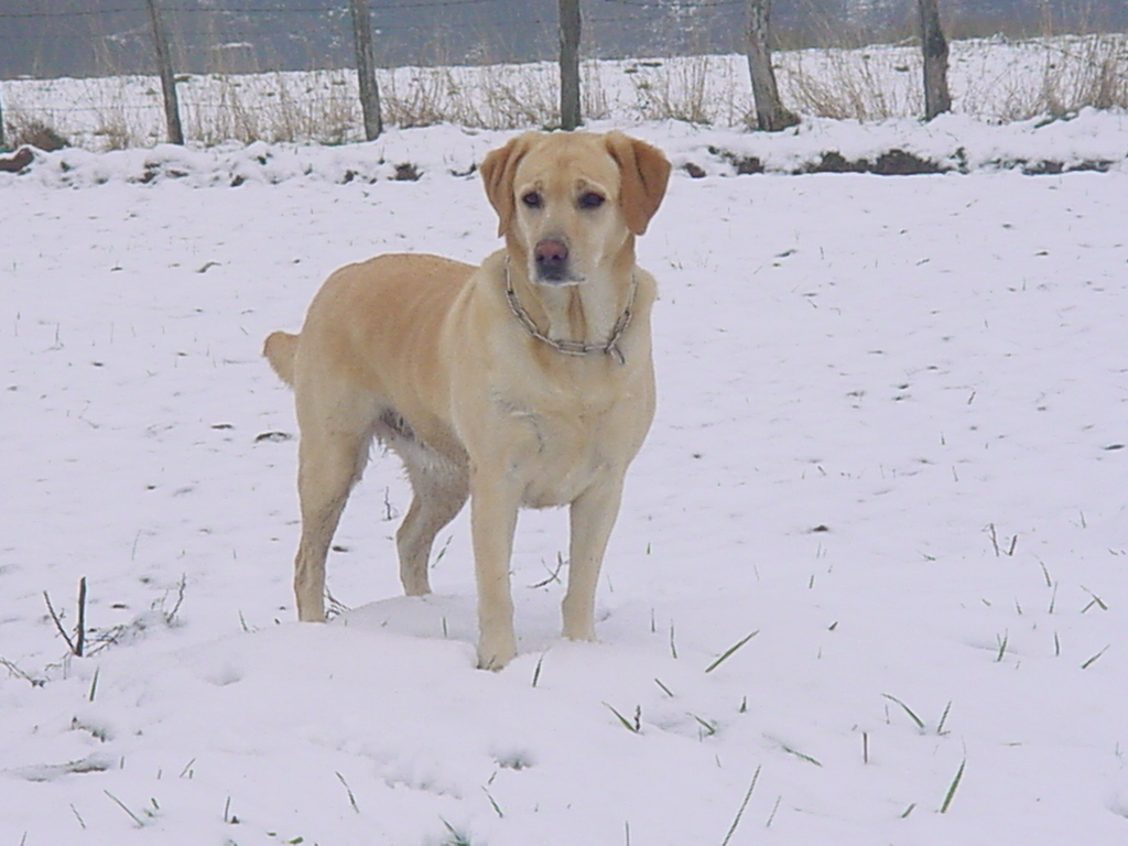 Fonds d'cran Animaux Chiens roxou, royale ;-)