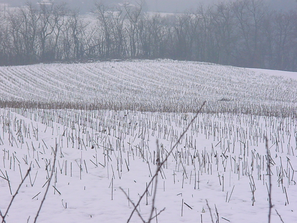 Fonds d'cran Nature Champs - Prairies c\'est l\'hiver