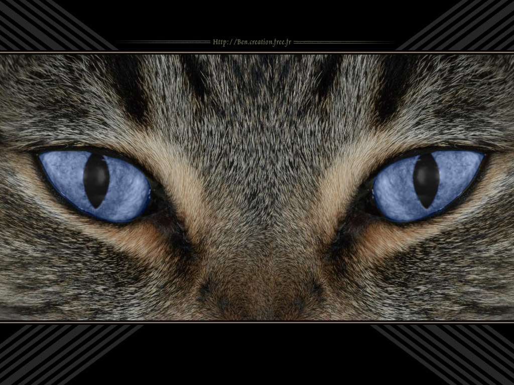 Wallpapers Animals Cats - Kittens Cat's eyes