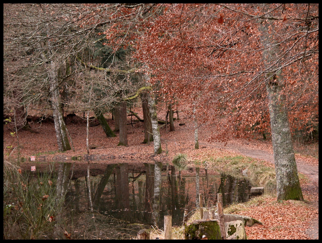 Fonds d'cran Nature Lacs - Etangs Bord d'tang