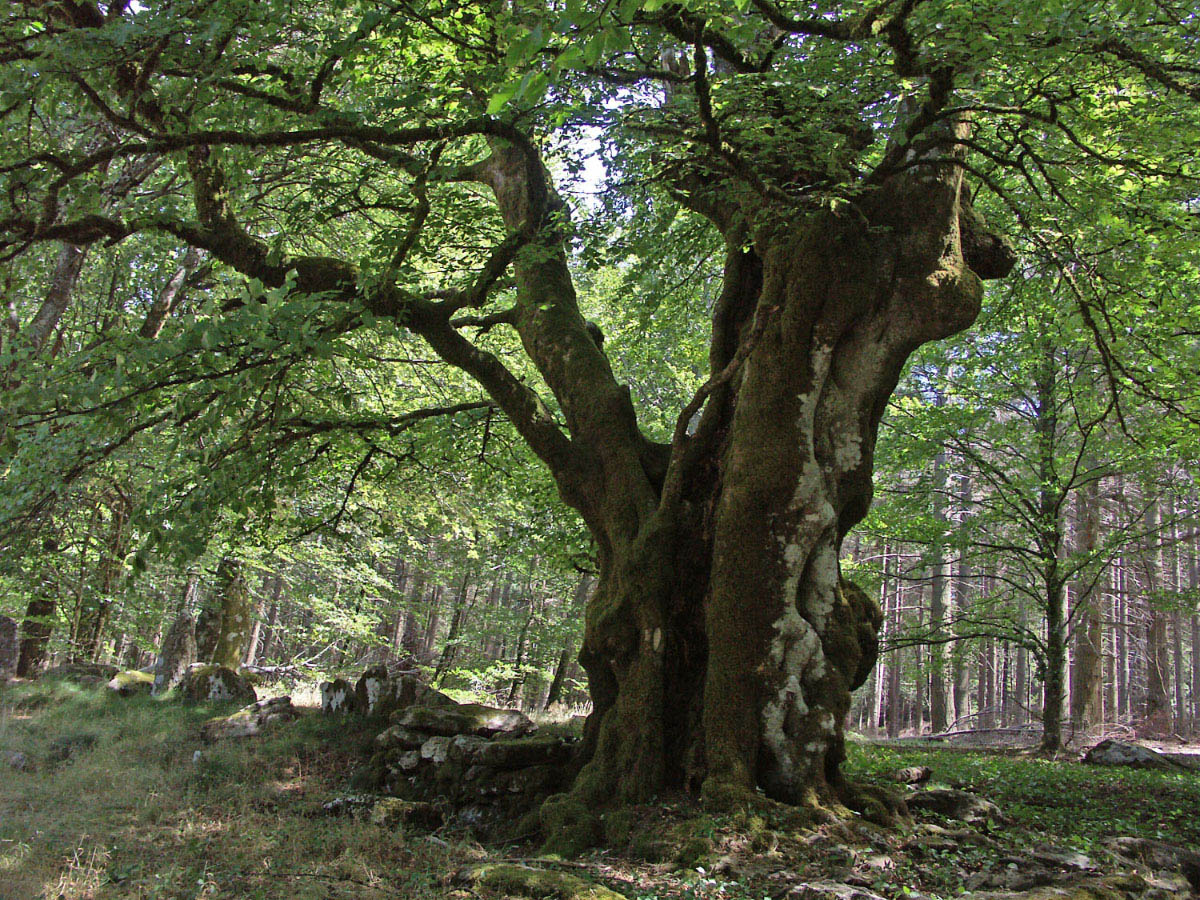 Fonds d'cran Nature Arbres - Forts Languedoc/Roussillon