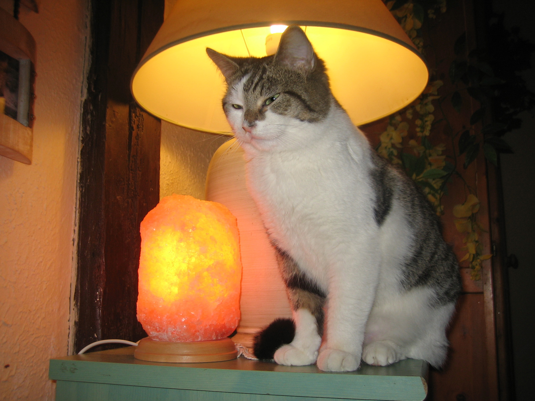 Wallpapers Animals Cats - Kittens Tite Nina et la lampe de sel