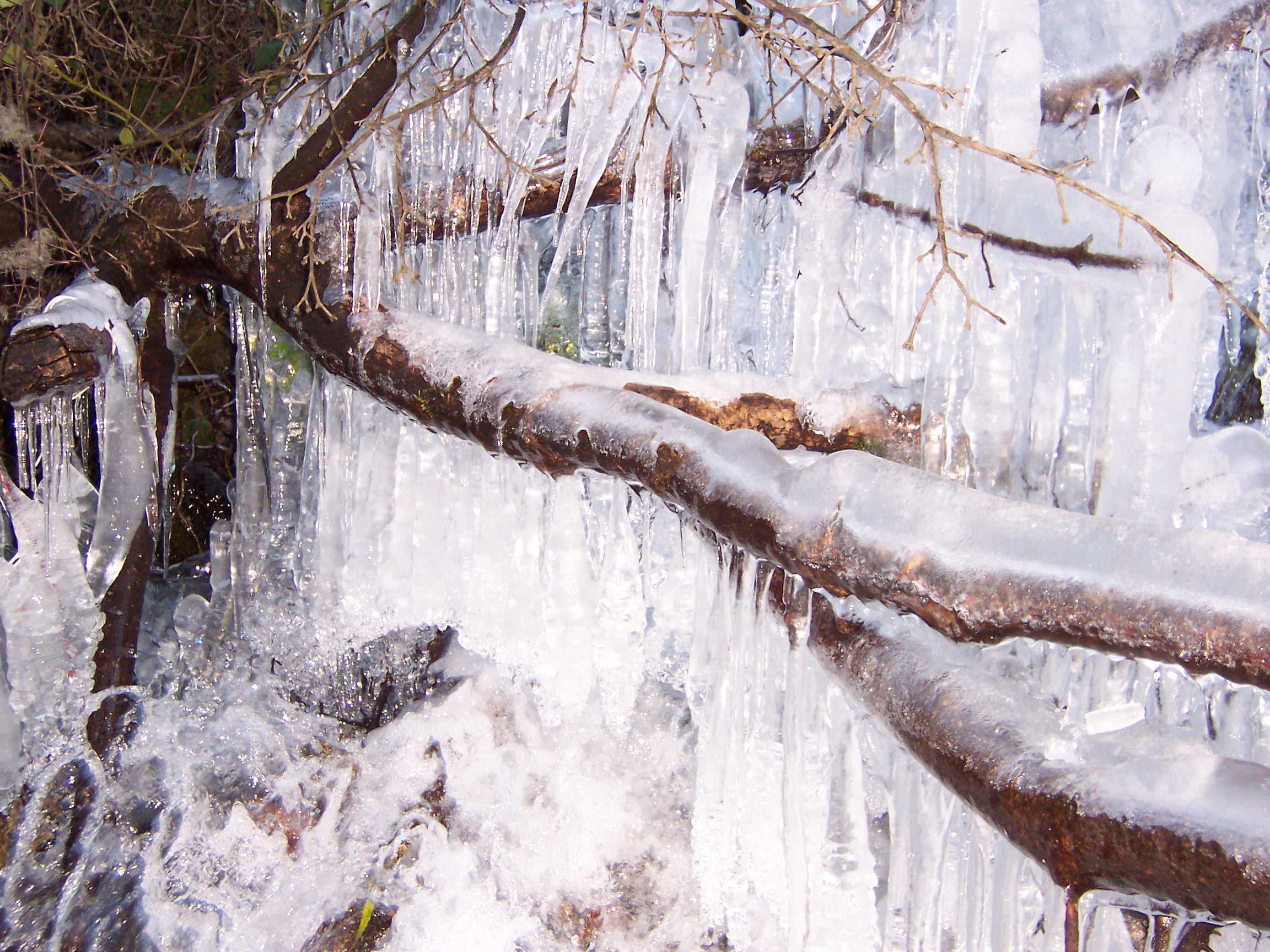 Wallpapers Nature Saisons - Winter Branches Geles