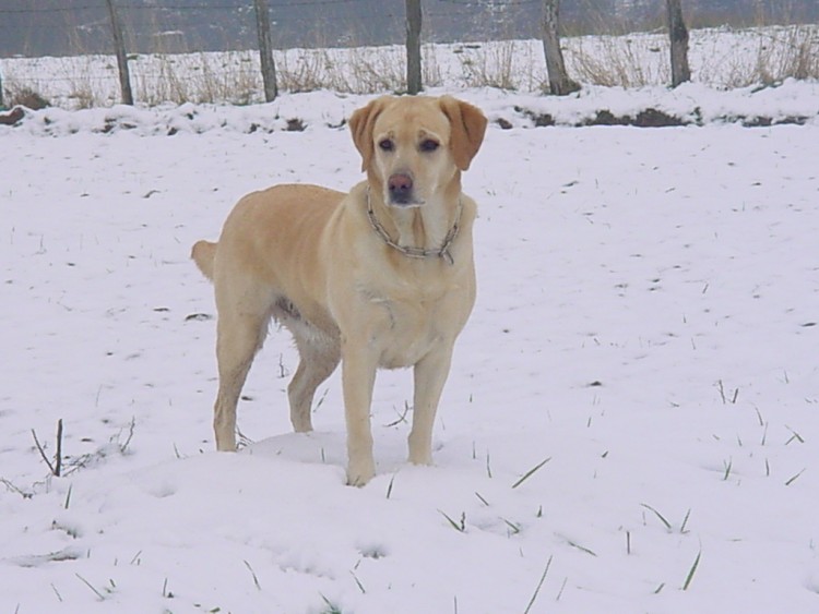 Fonds d'cran Animaux Chiens roxou, royale ;-)