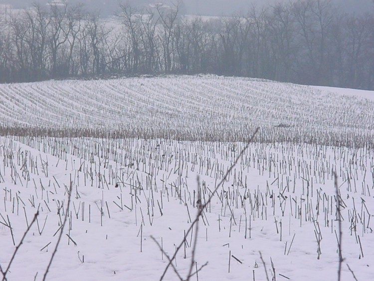 Fonds d'cran Nature Champs - Prairies c'est l'hiver