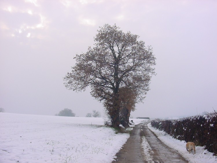 Wallpapers Nature Saisons - Winter promenade