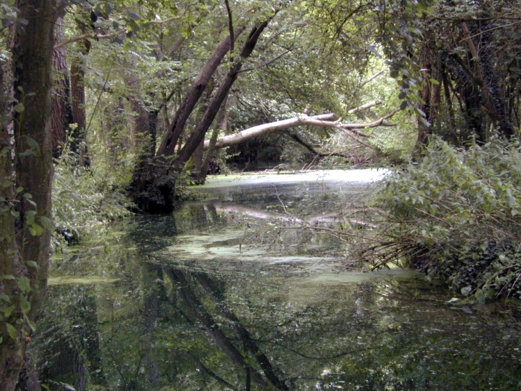 Fonds d'cran Nature Fleuves - Rivires - Torrents Le Fusain