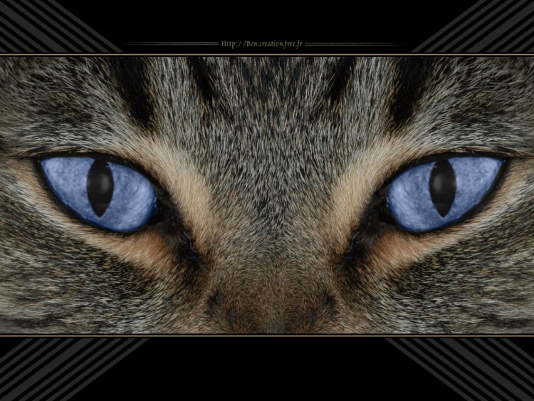 Wallpapers Animals Cats - Kittens Cat's eyes