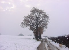 Wallpapers Nature promenade