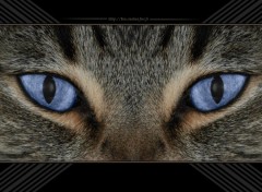 Fonds d'cran Animaux Cat's eyes