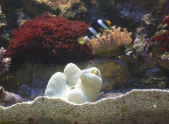 Fonds d'cran Animaux dans un aquarium