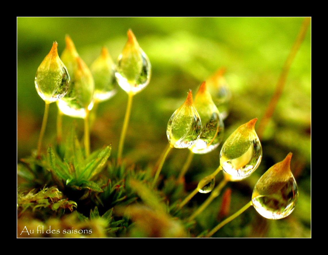 Fonds d'cran Nature Plantes - Arbustes Mirroir d'eau...