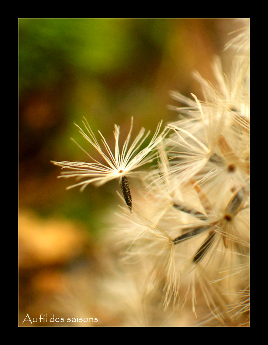 Wallpapers Nature Flowers La vie s'envole...