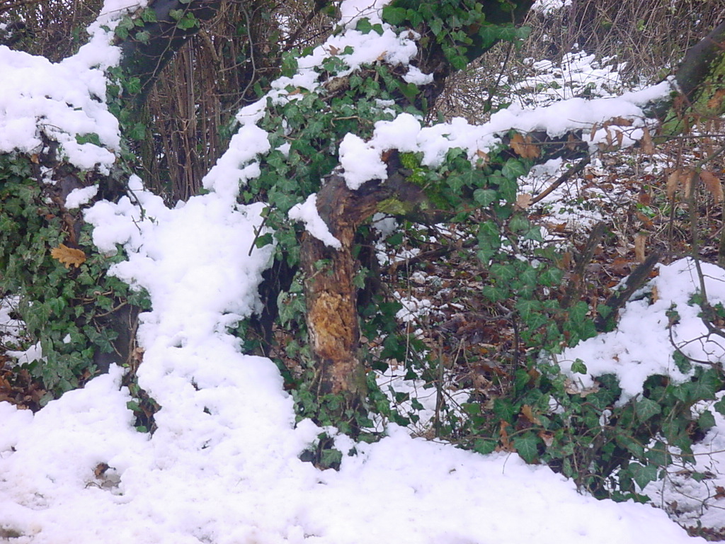 Fonds d'cran Nature Saisons - Hiver hiver