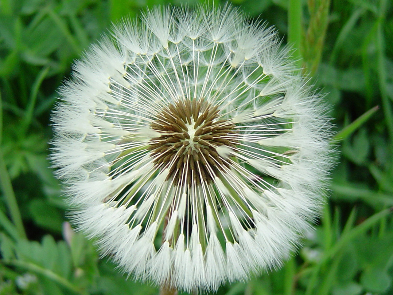 Fonds d'cran Nature Fleurs 