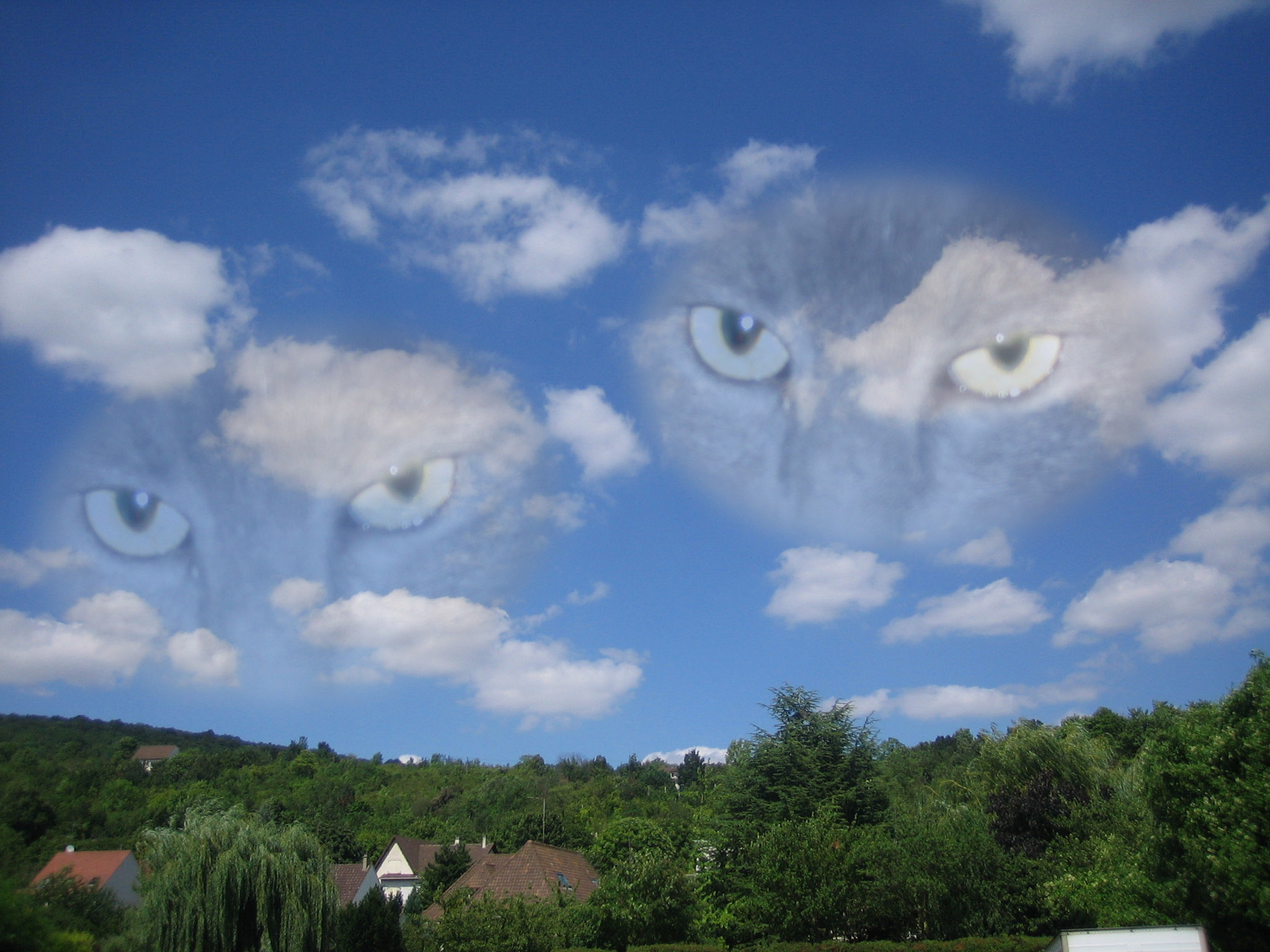 Fonds d'cran Animaux Chats - Chatons Vues du ciel!!