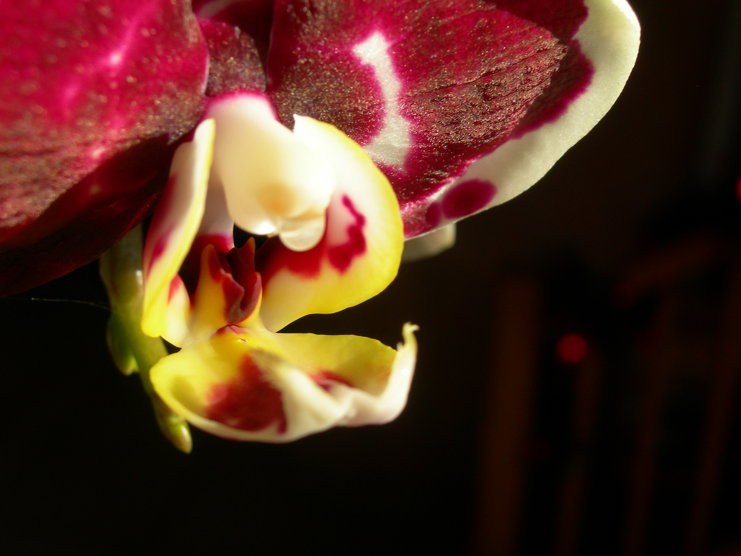 Wallpapers Nature Flowers orchide