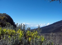 Fonds d'cran Voyages : Afrique Autour du Piton de la Fournaise