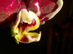 Fonds d'cran Nature orchide