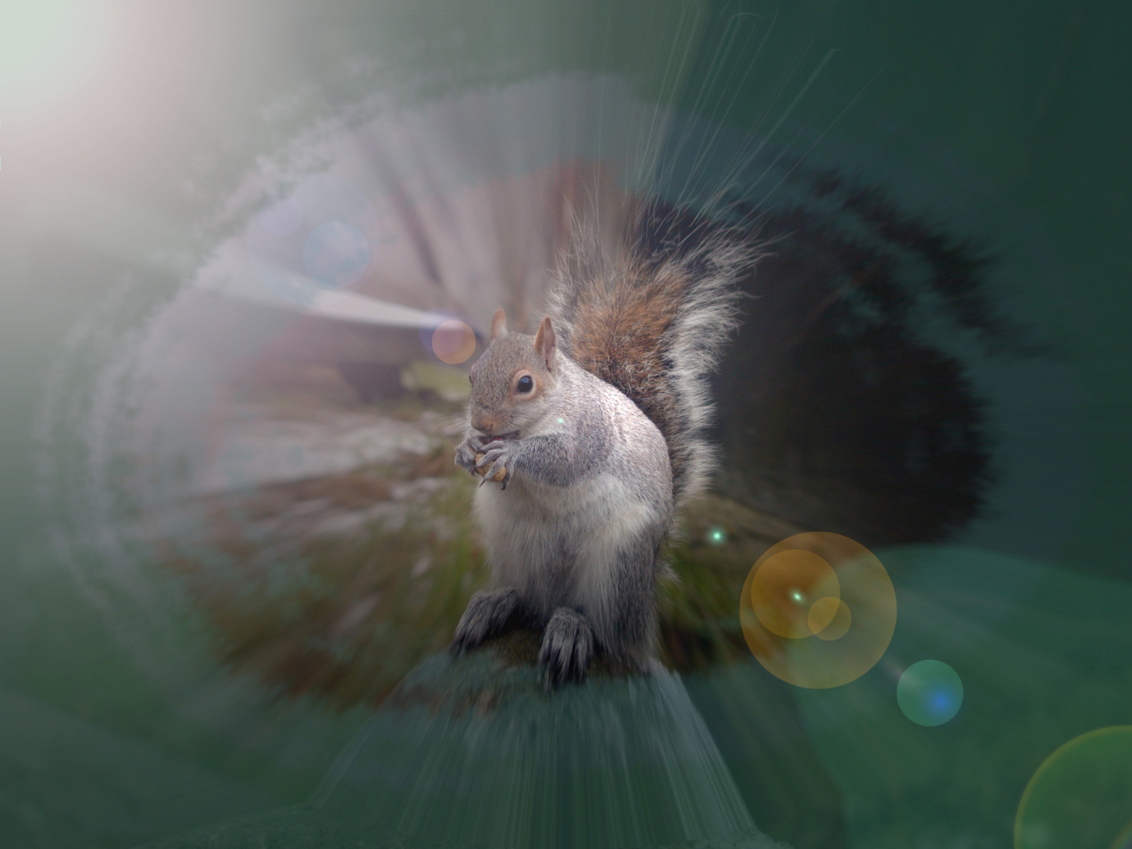 Wallpapers Animals Rodents - Squirrels Ecureuil Jiden  Talounais !:-))