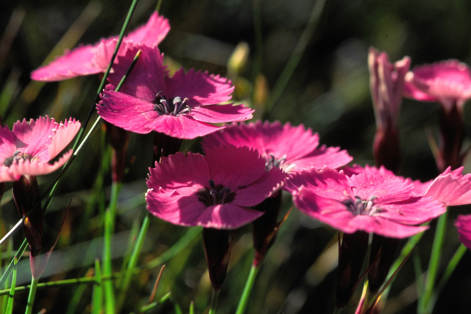 Wallpapers Nature Flowers Flore alpine