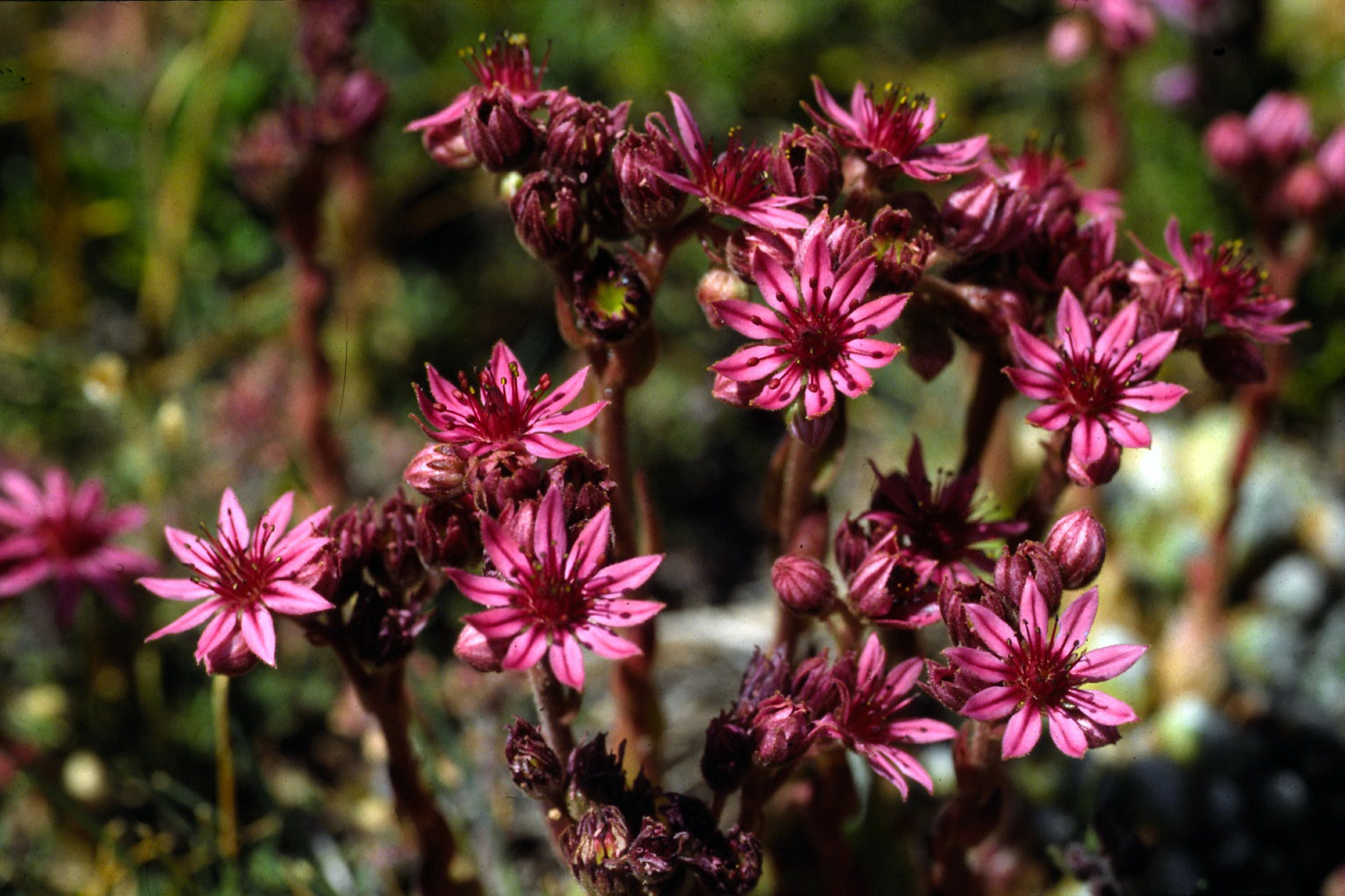 Fonds d'cran Nature Fleurs Flore alpine