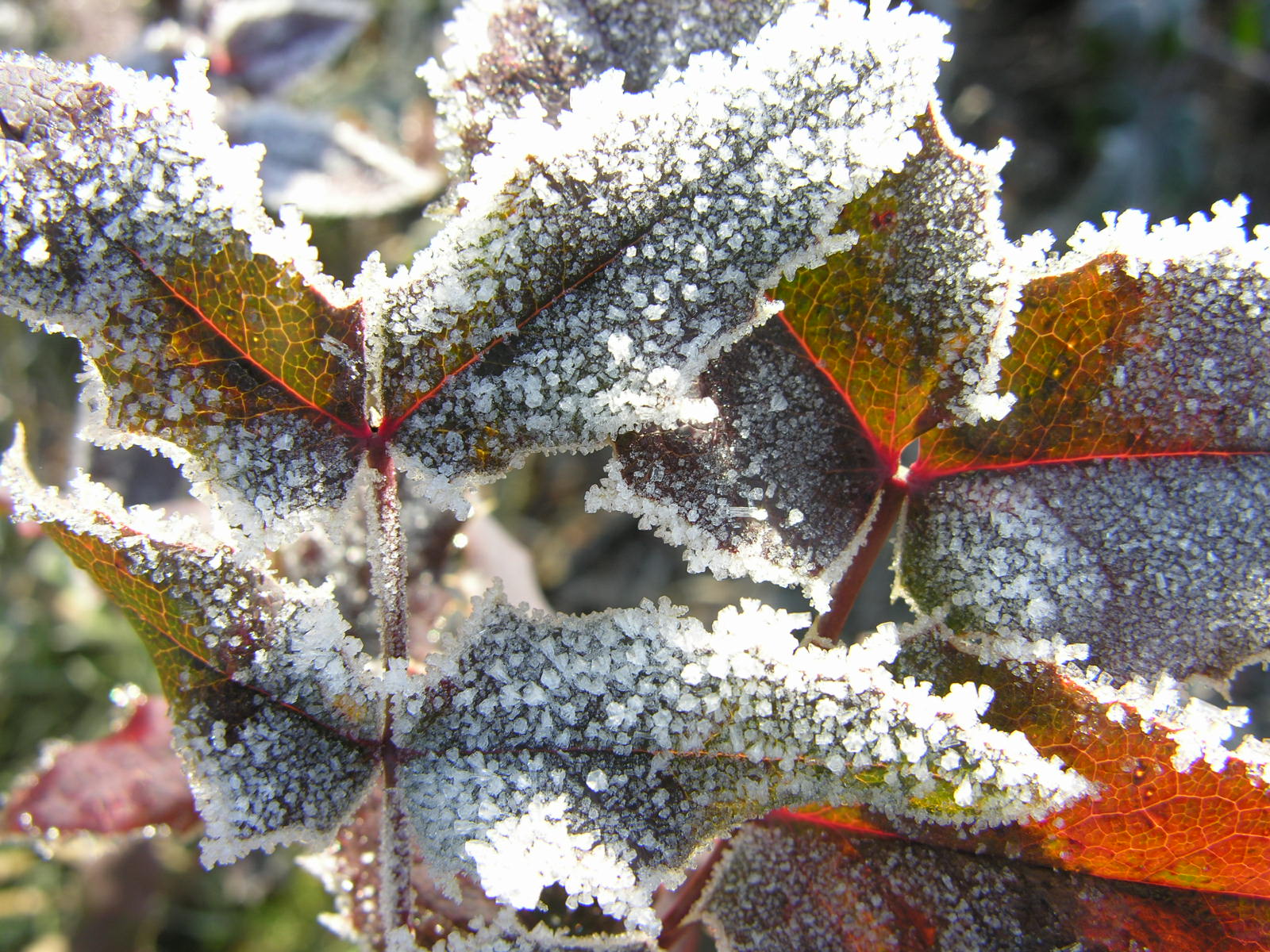 Fonds d'cran Nature Saisons - Hiver Parure hivernale