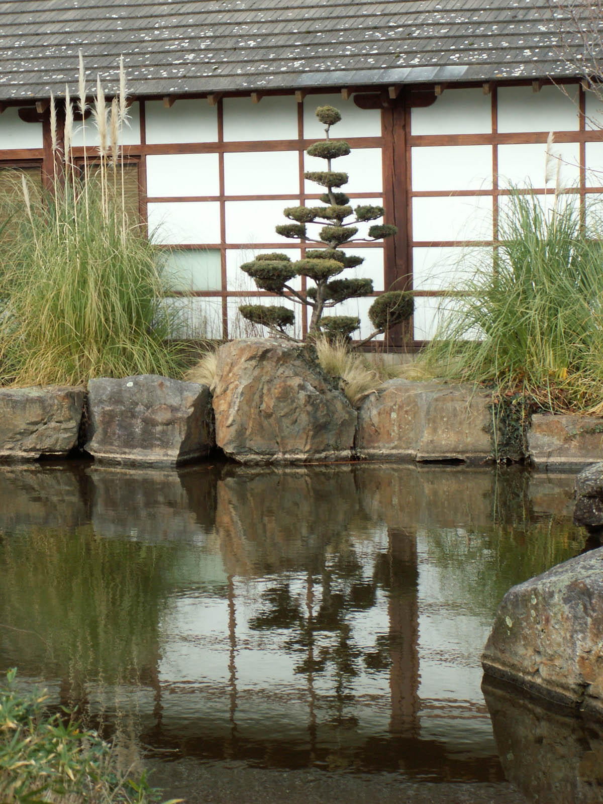 Fonds d'cran Nature Plantes - Arbustes zen