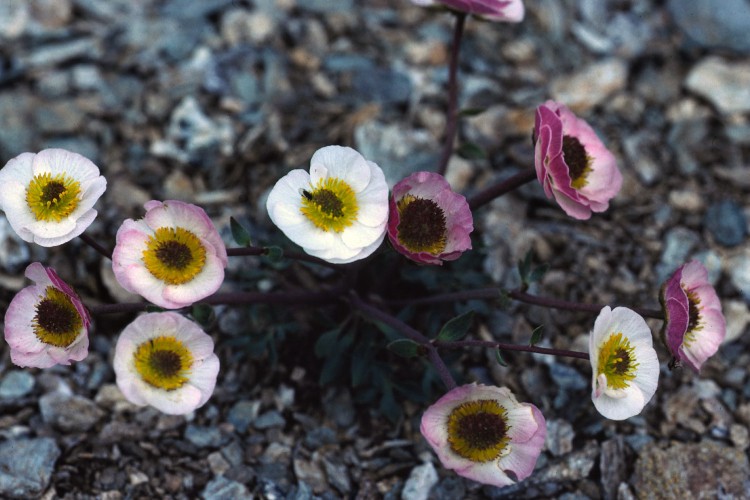 Wallpapers Nature Flowers Flore alpine